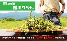 鮭川村産ワラビ（あく抜き済１kg）・・すぐに調理に使えます。