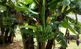 トウメファームのアップルバナナ