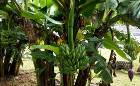 トウメファームのアップルバナナ・3