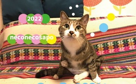 ポトリ応援！　2022年保護猫カレンダー