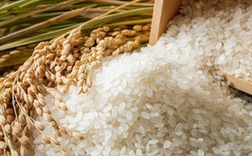 長崎県認定特別栽培米７００ｇ