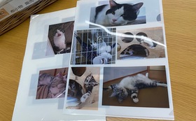 新玉旅館の猫ちゃんのファイル3枚組