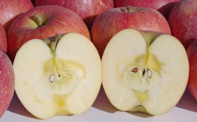 岩手県奥州市のおいしいりんご農家の販売の協力をお願いします。