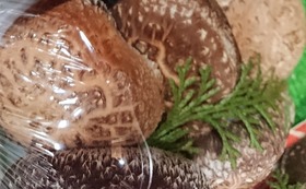 生椎茸（岡山県産　原木栽培）１キロ箱