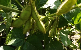 黒大豆の枝豆収穫体験