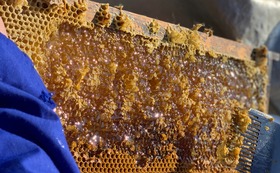神山養蜂の蜂蜜（3万円）