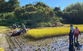 【寒風沢島/田植え体験】昔ながらの伝統農法で、希少なお米作り体験
