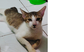 【リターン不要な方向け】インドネシアの猫ちゃんずっと幸せコース