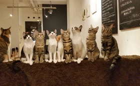 猫トイレの販売を通して 福岡で9年目の保護猫カフェを続けたい 猫カフェキューリグ代表 野村かやの 16 01 26 公開 クラウドファンディング Readyfor レディーフォー