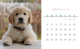 【子犬の卓上カレンダー（2023年4月 〜 2024年3月）】＋【アプリ内にお名前掲載（希望者）】