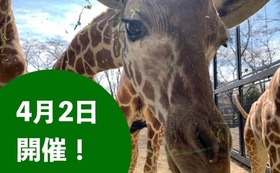 【4月2日開催！】キリンの飼育体験コース（限定10名）