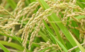 自家農園で栽培した米　５キロ