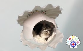【repos(ルポ）－愛猫・愛犬用貝型状ベッド－】