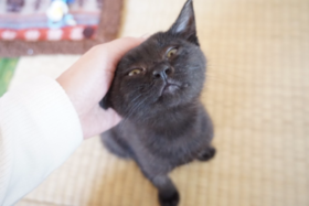 A17c9aaa61e80a1bf71d0d850af4e5baa9800bbd