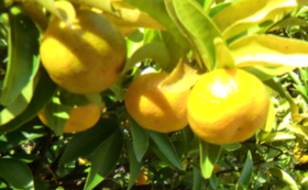 日本最古の柑橘「大和橘」をみんなで守り・広めましょう！