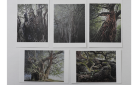 本州の巨樹絵はがき５枚セット＋沖縄のガジマル三部作絵はがき３枚セット：計８枚ガジマル