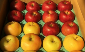 もひかん林檎特選品５kg＋乾し林檎（ドライアップル）3袋