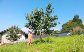【限定リターン】大切に育てて8年目。実をつけ始めた西条柿の木のオーナー権