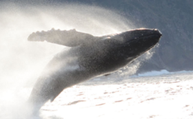 鯨類学研究室の生態 好きな鯨類について 突如 八丈島に現れたザトウクジラ 変化する生態系の謎に迫る 東京海洋大学 鯨類学研究室 代表 中村 玄 18 12 05 投稿 クラウドファンディング Readyfor レディーフォー
