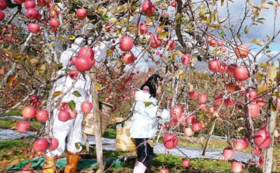農園でのりんご収穫体験 or shinohe'sfarmのりんご詰め合わせ箱（5㎏）