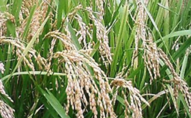 【shinohe's farmを応援】自然栽培で育てたお米2㎏