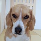 あおやま きょうじ