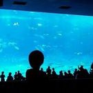 Sachiyo_Aoyama_Sugiyama