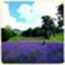 ミレイ アマガサ