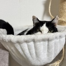 アラカワナミト