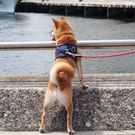 mame_shiba_mugi_sora