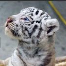 れふてぃ ふっと