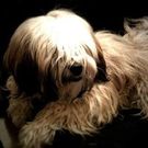 カワカミ タクヤ