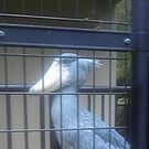 たなべ りゅうた