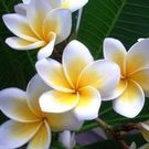 てらさき ゆうこ