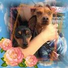 もんやま まはまき