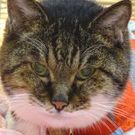 かちかち だいだい