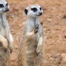 ミーアキャット ガール