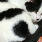 黒猫ハチワレ猫