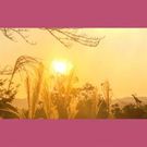 坂井 翼 ニシハリエブリー