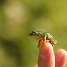 シュレーゲル まおガエル