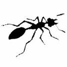 カワイ コーイチ