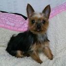 長瀬　中川 朱美