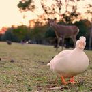 コールダック K