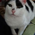 すなばのにゃんこ