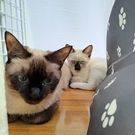 Keiko Arakawa Ishigaki