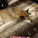 たかぎ てんすけ