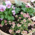 くぼやま のりこ