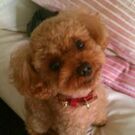 キョウヤ ヒロコ