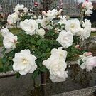 よねくら まちこ