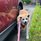 秋田犬ききょう